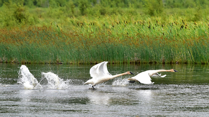 Trumpeter swans