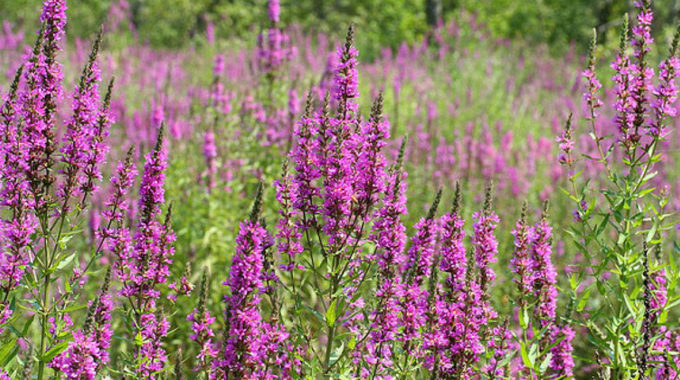 purple loosestrife