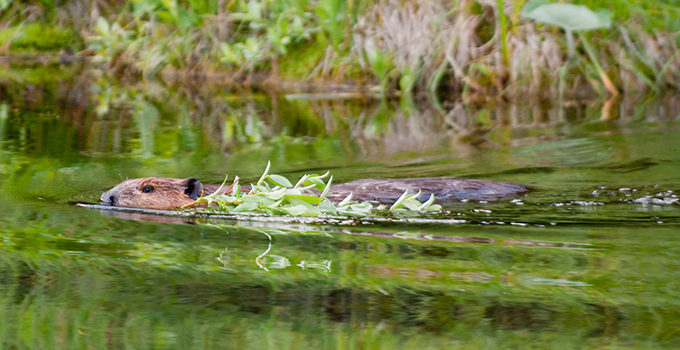 Beaver swimming