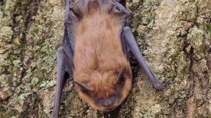 little brown bat