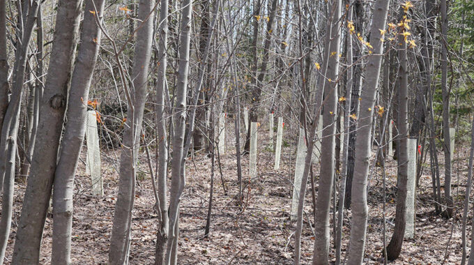 newly planted tree plugs