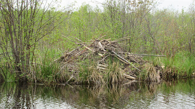 Beaver lodge in fall