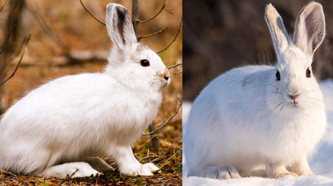 Snowshoe hair in habitat