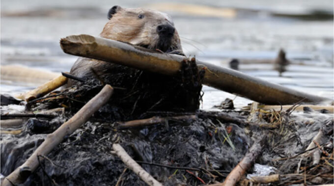 Beaver Keep water on the landscape
