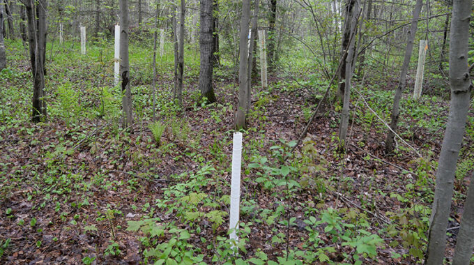Trees planted at Beaver Hollow