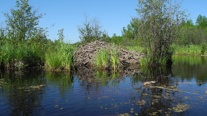 Beaver Lodge