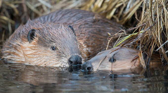 Beaver pair