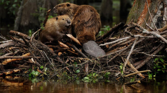 Beavers n Dam