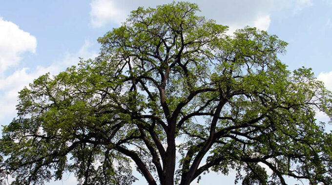 Princeton American Elm