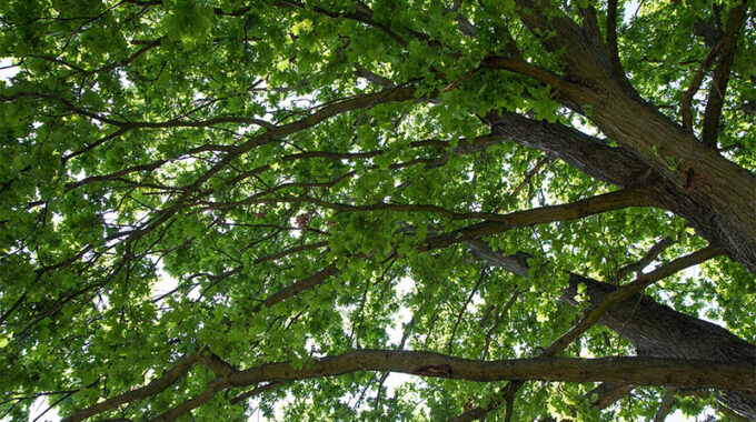 oak tree