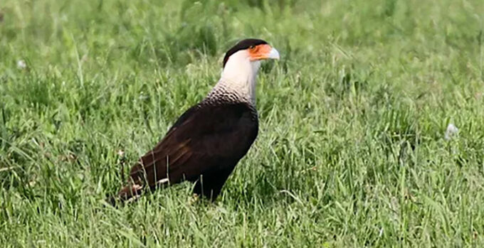 Caracara