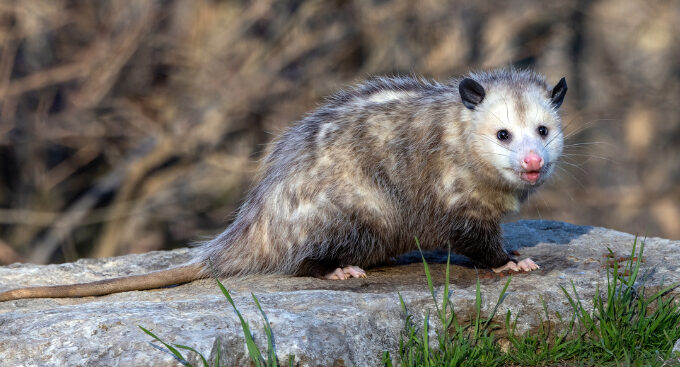 Possum